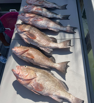 Hooked on the Gulf Coast's best fishing